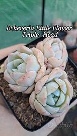 echeveria little flower pianta