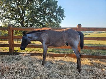 American quarter horse blue roan