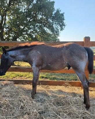 American quarter horse blue roan
