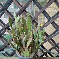 piante grasse e cactus