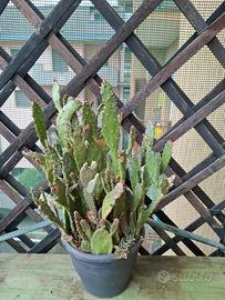 piante grasse e cactus