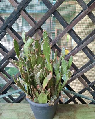 piante grasse e cactus