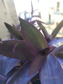 VASETTO TRADESCANZIA VIOLA