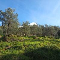 Terreno agricolo uso oliveto