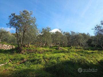 Terreno agricolo uso oliveto