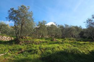 Terreno agricolo uso oliveto