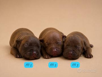Cuccioli di Pitbull