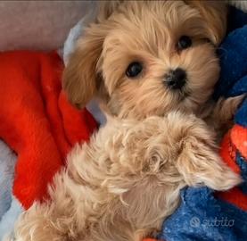 Cuccioli Maltipoo cuccioli mini
