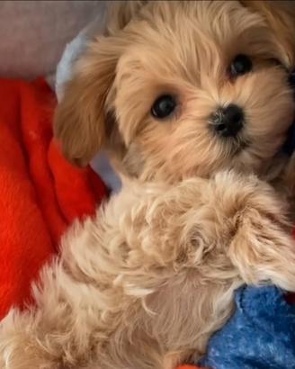 Cuccioli Maltipoo cuccioli mini