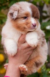 Pastore Australiano/ Australian Shepherd