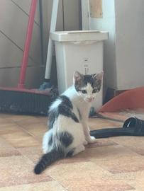 Gattina incrocio British europeo
