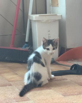 Gattina incrocio British europeo