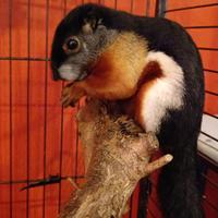 Scoiattolo di Prevost tricolor