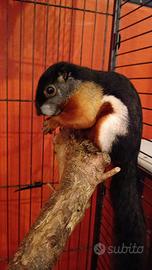 Scoiattolo di Prevost tricolor