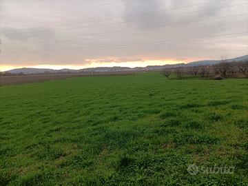 Terreno agricolo coltivato a prato 11.000 metri