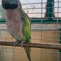 Pappagallo lord Derbiana