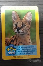 Carta Servalo National Geographic McDonald's 2018