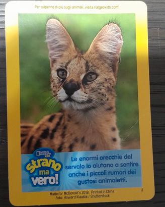 Carta Servalo National Geographic McDonald's 2018