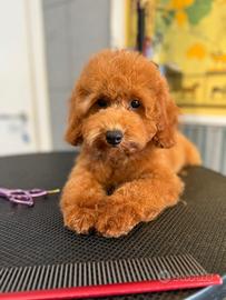 Cucciolo di barboncino nano