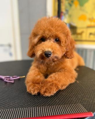 Cucciolo di barboncino nano
