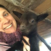 Capra tibetana nana maschietto castrato