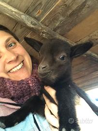 Capra tibetana nana maschietto castrato