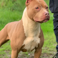 Pitbull ukc