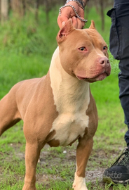 Pitbull ukc