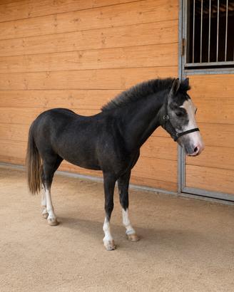 Pony welsh