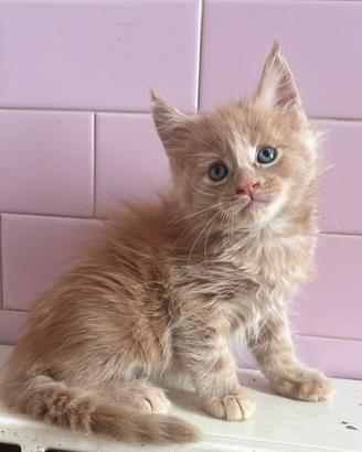 Maine Coon gattini