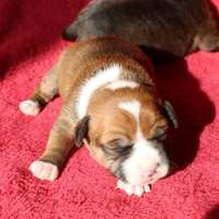 Staffordshire bull terrier