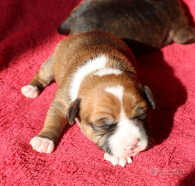 Staffordshire bull terrier