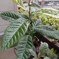 Pianta di nespolo, altezza cm 60, in vaso rotondo