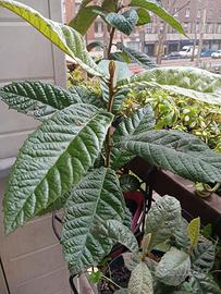 Pianta di nespolo, altezza cm 60, in vaso rotondo