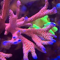 Montipora digitata Forrest fire