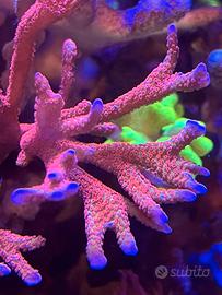 Montipora digitata Forrest fire