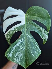 Monstera Deliciosa Variegata 