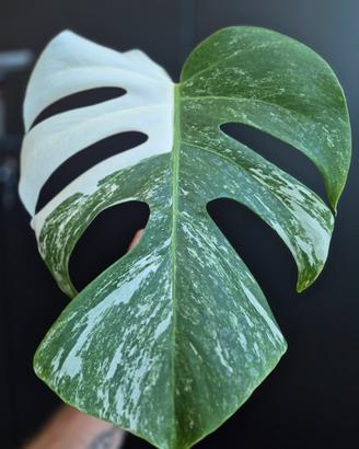Monstera Deliciosa Variegata 