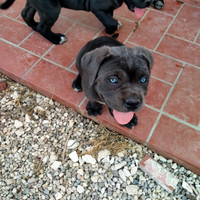 Cuccioli di cane corso