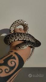 Serpenti Coppia di Pituophis 2024 - no spedizione 