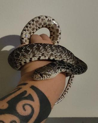 Serpenti Coppia di Pituophis 2024 - no spedizione 