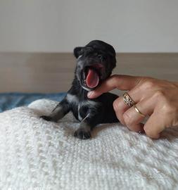Cuccioli di chihuahua mini toy