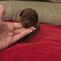 Barboncina figlia di tea cup e minitoy