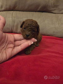 Barboncina figlia di tea cup e minitoy