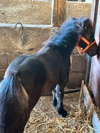 Mini pony maschio