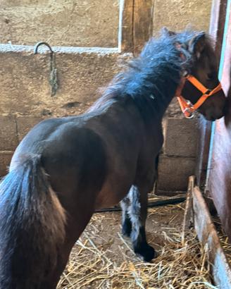 Mini pony maschio