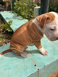 Amstaff