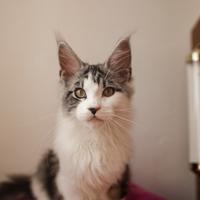 Cucciolo Maine coon silver