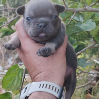 Bulldog francese