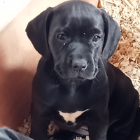 Cuccioli di cane corso